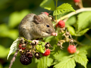 Field mouse eating berries