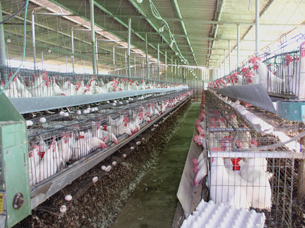 The photo depicts Hardy-Weinberg Equilibrium by showing chicken monoculture.