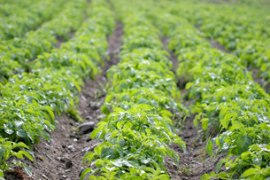 The photo shows a monoculture potato crop.