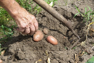 The photo shows a hand harvesting potatoes.