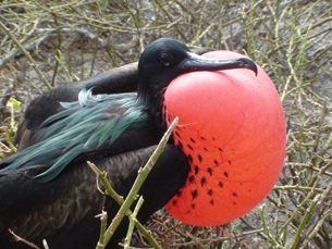 The photo shows a male frigate bird in mating season, with a puffed out red chest.