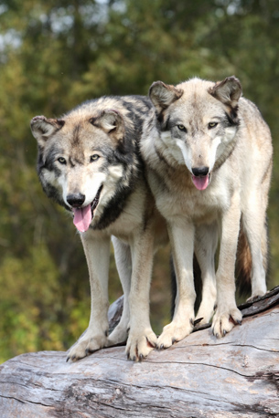 This is a photo of a pair of grey wolves.