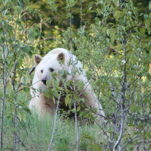 The photo shows a white spirit, or Kermode, bear of Princess Royal Island. 