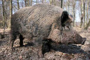 The photo shows a wild boar.