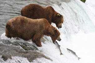 The photo shows brown bears catching salmon in a stream.
