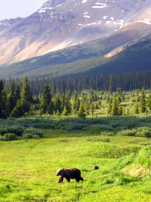 The photo shows a grizzly bear walking through an alpine meadow of the Rocky Mountains.