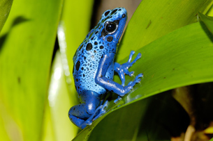 The photo shows a blue tree frog on a leaf.