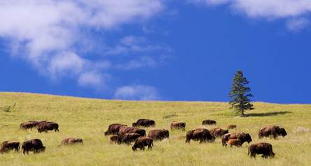 The photo shows a herd of bison on the prairie.