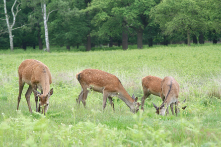 This is a photo of browsing deer.