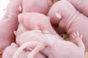 The photo shows a newborn litter of mice.