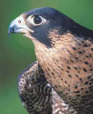 This photograph is of a peregrine falcon.
