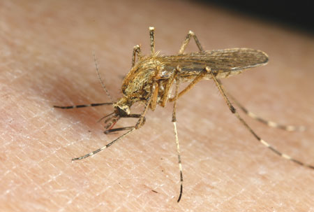 A photograph of a mosquito on human skin. The mosquito has broken the skin and is drawing blood.