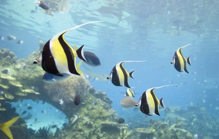 A photograph shows tropical fish swimming near coral in a reef.