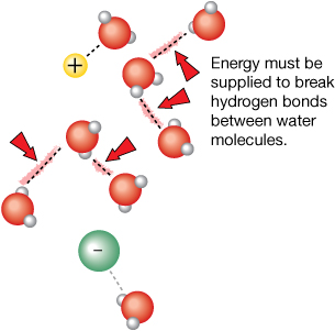 The diagram shows a single green sphere surrounded by many water molecules. At the other side of the diagram, a single yellow sphere is surrounded by water molecules. Attractive forces between particles are shown by dotted lines. Dotted lines are shown between one water molecule and the green sphere. Dotted lines are shown between one water molecule and the yellow sphere.  Dotted lines are shown between the other water molecules in the diagram. The dotted lines between the water molecules are labeled with  red arrows. The label on the arrows reads: Energy must be supplied to break hydrogen bonds between water molecules.