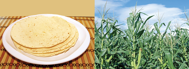 A photograph shows a dinner plate with a number of tortillas on it. A photograph shows many stalks of corn.