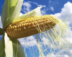A photograph shows an exposed cob of corn attached to the stalk of a corn plant. Many strands of corn silk are blowing in the wind.