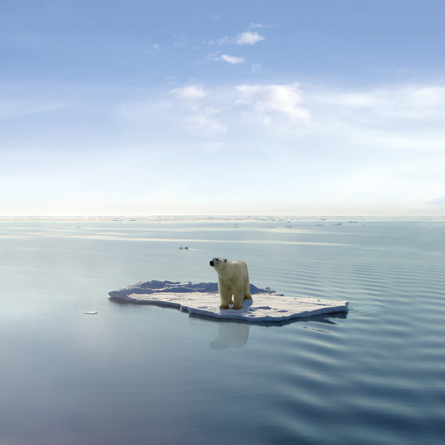 A photograph shows a polar bear on an iceflow.