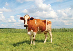 A photograph shows a cow standing in a field of green grass. The blue sky above the pasture has many puffy white clouds.