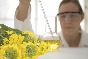 A photograph shows a female scientist extracting a yellow-coloured oil from a flask using a pipette. Yellow-blossomed canola plants are pictured in the foreground.