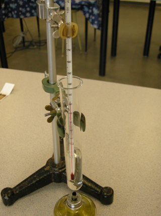 Photo 7: This photograph shows the thermometer in the test-tube clamp. A thermometer is in the test tube, and a spirit burner filled with olive oil is below the test tube.
