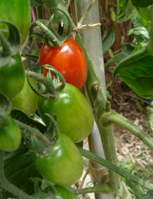 A photograph shows several tomatoes growing on a vine. Most of the tomatoes are unripe and green in colour. One tomoato is ripe and bright red.
