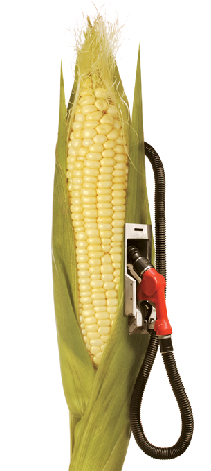 An image shows a corn cob standing upright with a gasoline pump hose and nozzle attached to its right side. 
