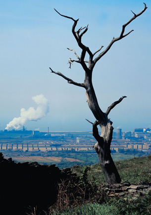 A photograph shows an apparently dead tree with no leaves on top of a hill surrounding a valley. In the valley below are many factories. One factory has a large cloud of white coming from it. 