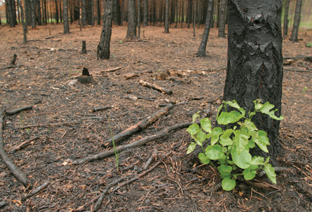 The photo shows a small, green sapling emerging from the ashes of a forest fire.