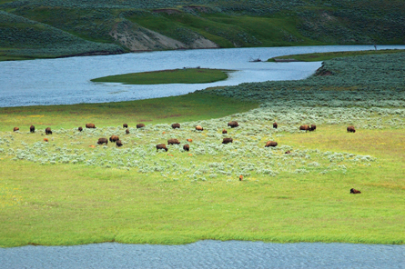 The photo shows bison grazing in prairie grassland with a river in the background and foreground.