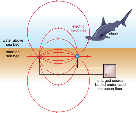 The illustration shows two oppositely charged sources buried under the sand on the seabed. A hammerhead shark is shown about to swim into the region of the strong electric field.