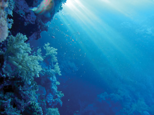 A photograph taken from the ocean floor shows a beam of light coming down through the water. 