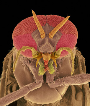 An electron micrograph of a black fly’s head shows compound eyes and skin-piercing mouthparts.