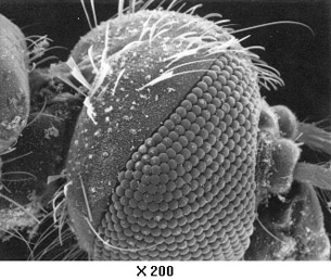 An electron micrograph shows a fly’s compound eye.