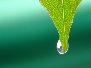 A photo shows a drop of water at the end of a leaf.  