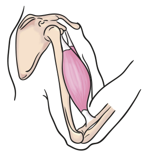 This diagram shows the bicep contracting to bend the forearm.