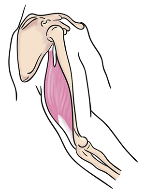 This diagram shows the tricep contracting to straighten the forearm.