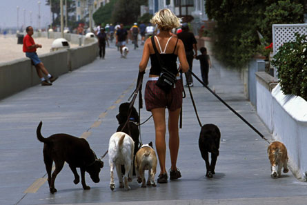 A person walking five different dogs.
