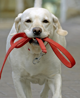 This is a photograph of a dog carrying a leash in its mouth.