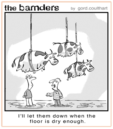 cow slipping