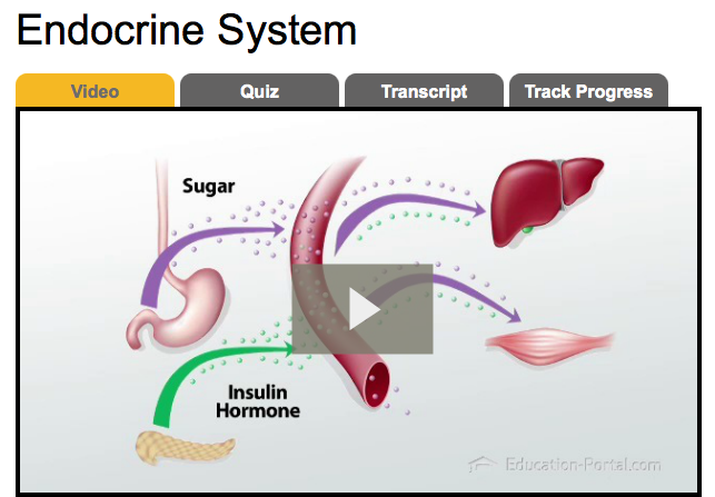 Endocrine system and behaviour