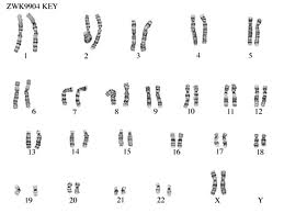 Female karyotype