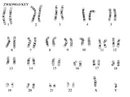 Male Karyotype