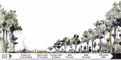 succession_big.jpg (37671 bytes)