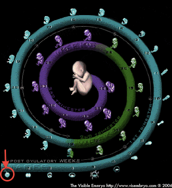 birthspiral