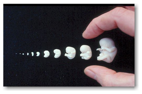 embryo with adult hand