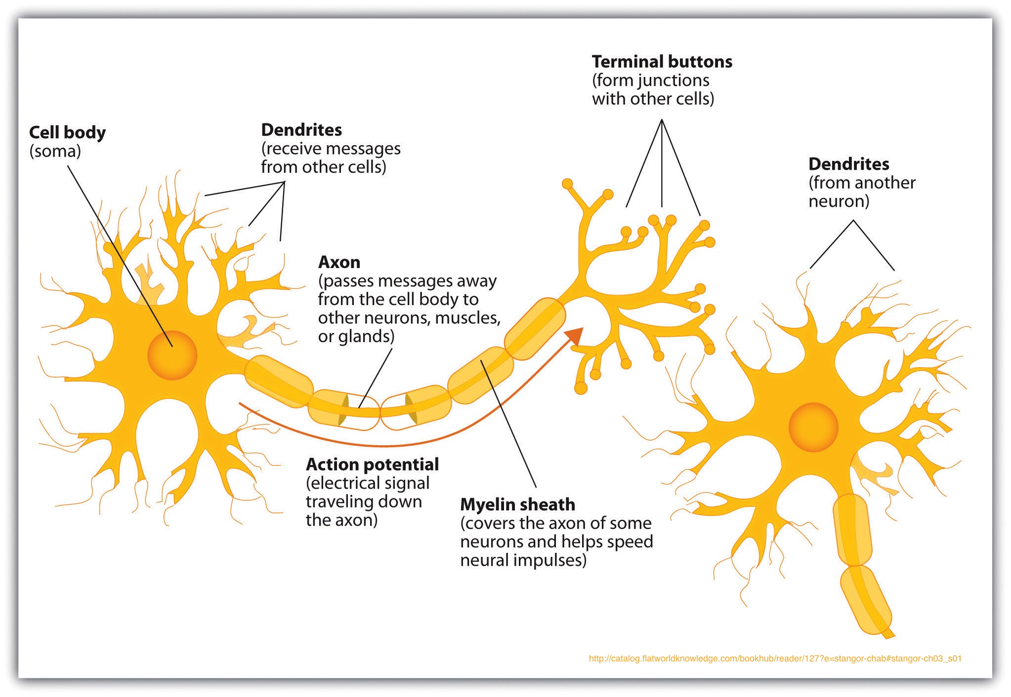 Nueron Structure