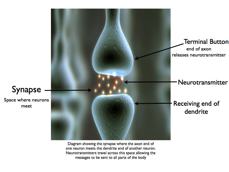 synapse simple