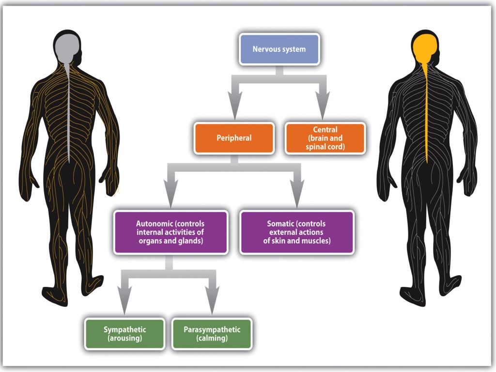 nervous system chart
