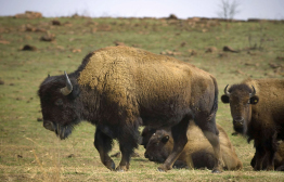 This photograph shows several bison in a field.