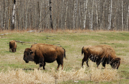 This image shows several wild bison (buffalo) grazing in the Wood Buffalo National Park. 